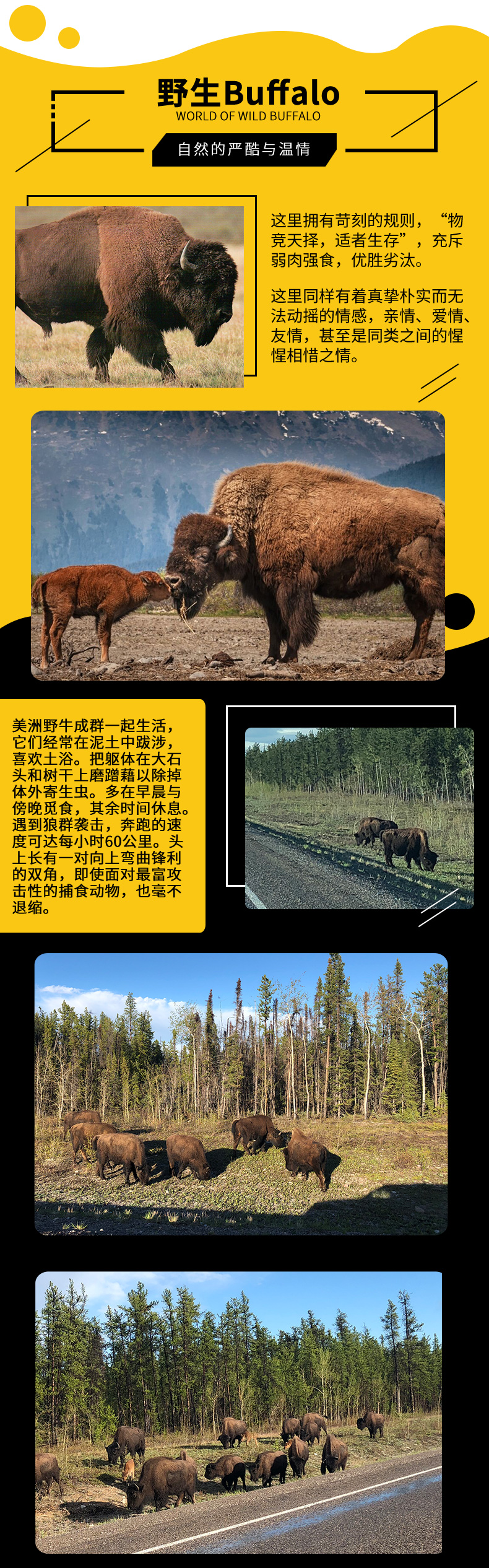 水牛之旅_03.jpg